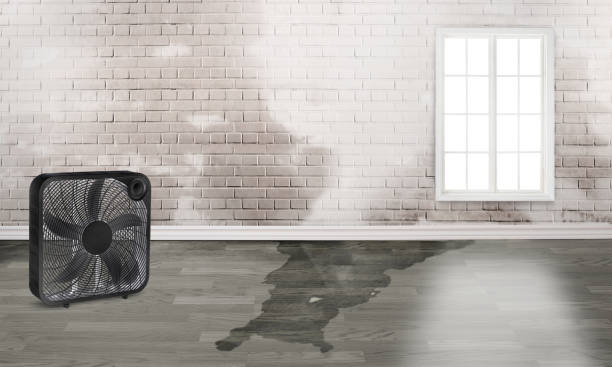 Best Carpet water damage restoration  in Raeford, NC